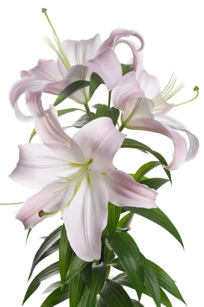 A branch of gently pink lily isolated on a white background.