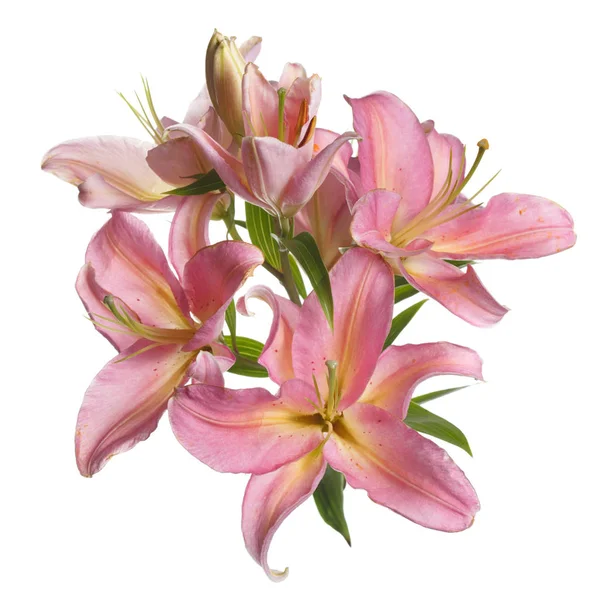 Beyaz arkaplanda izole edilmiş pembe zambak çiçekleri.