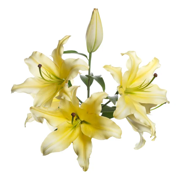 Una Rama Rosas Amarillas Aisladas Sobre Fondo Blanco — Foto de Stock