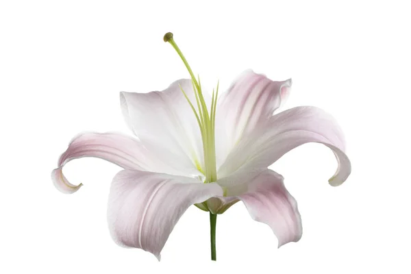 白い背景に孤立した静かなピンク色のユリの花 — ストック写真
