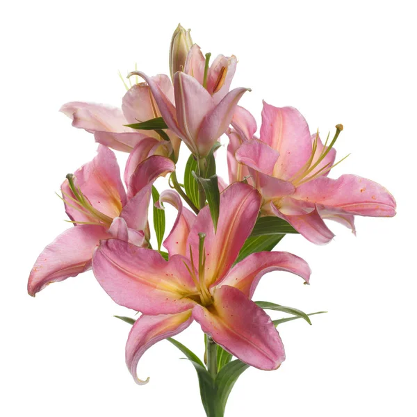 Beyaz arkaplanda izole edilmiş pembe zambak çiçekleri.