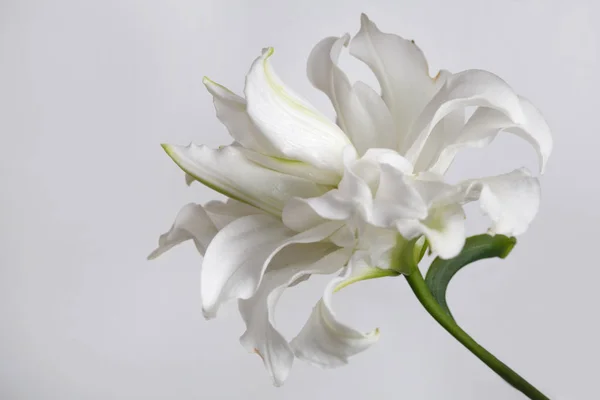 stock image Terry white lily flower isolated on gray background.