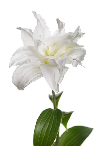 在白色背景查出的精致百合花 — 图库照片