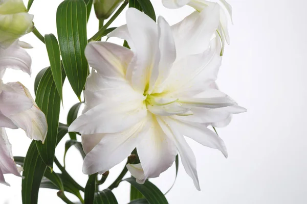 Bouquet of gently pink lily flowers isolated on white background.