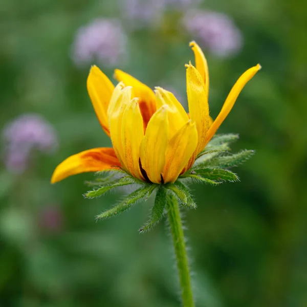 Yellow Marigold Flower Garden — Stock Photo, Image