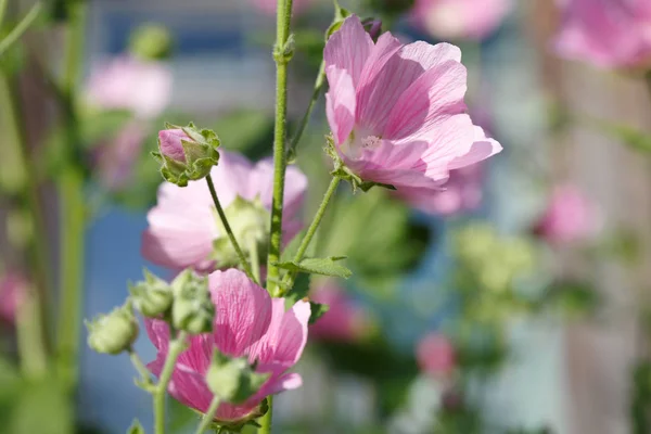 Virágok Mallow Kertben — Stock Fotó