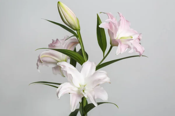 Bouquet of gently pink lily flowers isolated on gray background.