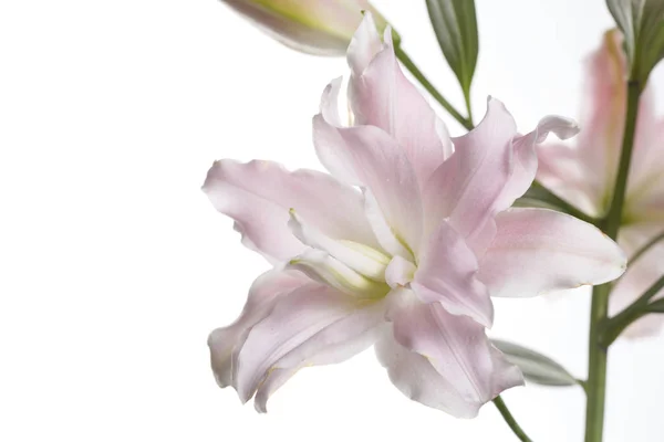 在白色背景上被隔离的一种柔和的粉红色百合花的枝条 — 图库照片