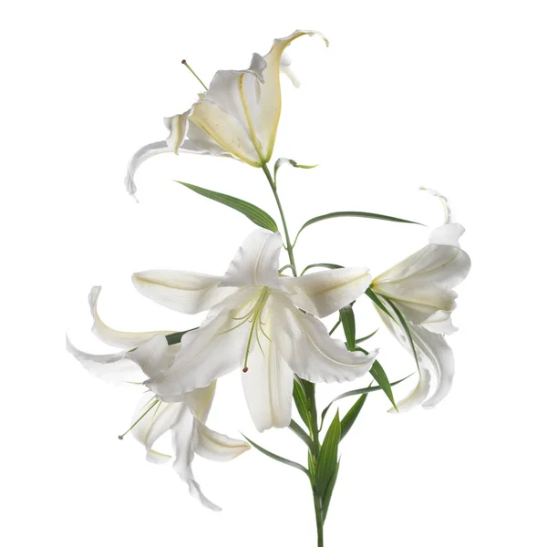 白いユリの花の枝が孤立している — ストック写真