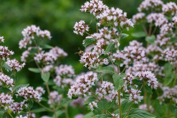 Blumen Von Oregano Garten — Stockfoto