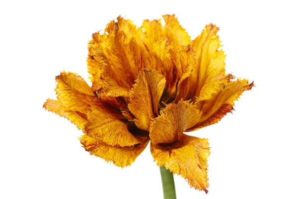 Beyaz arka planda izole renkli turuncu lale çiçeği.