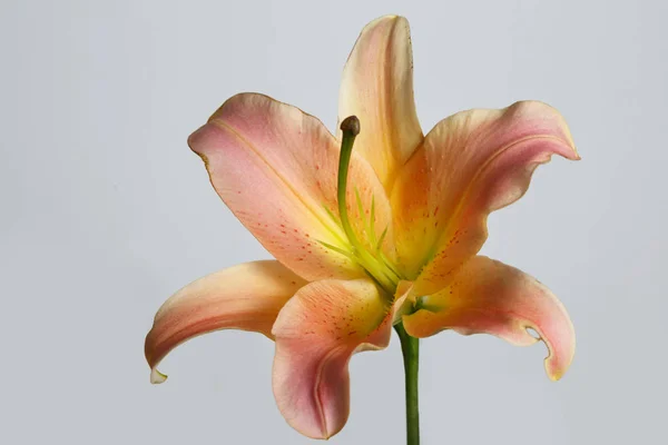 Flor Lirio Naranja Sobre Fondo Gris —  Fotos de Stock