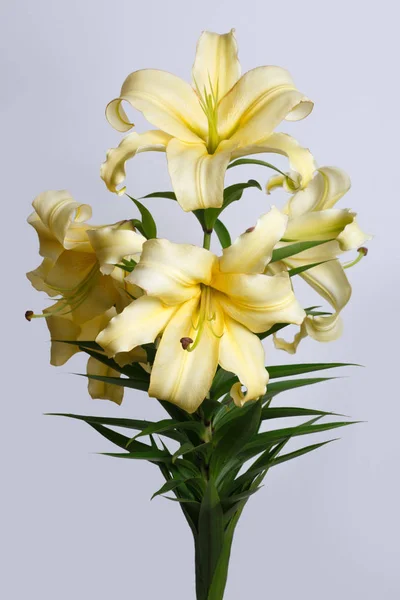 A branch of tender yellow lilies isolated on a gray background.