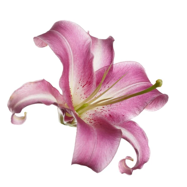Delikatny Liliowy Kwiat Lilii Białym Tle — Zdjęcie stockowe