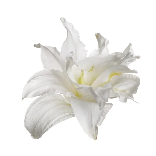 Нежный Цветок Лилии Белом Фоне — стоковое фото