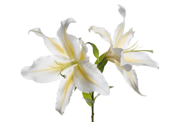 Větev Jemných Bílých Květů Lilií Izolovaných — Stock fotografie