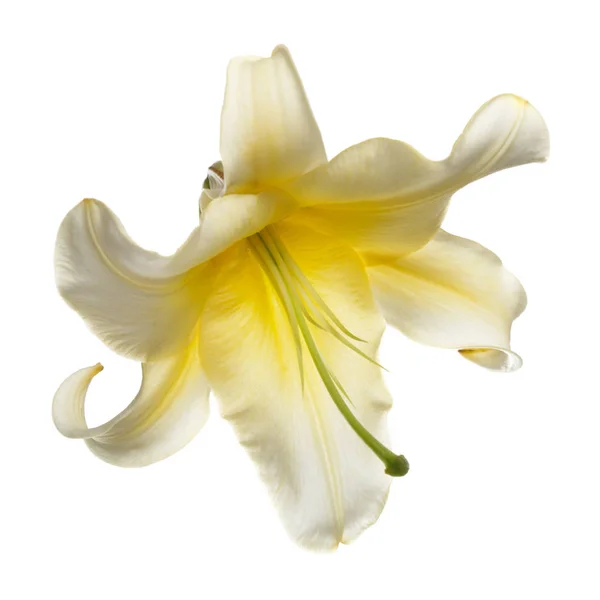 Żółty Kwiat Lilii Izolowane Białym Tle — Zdjęcie stockowe