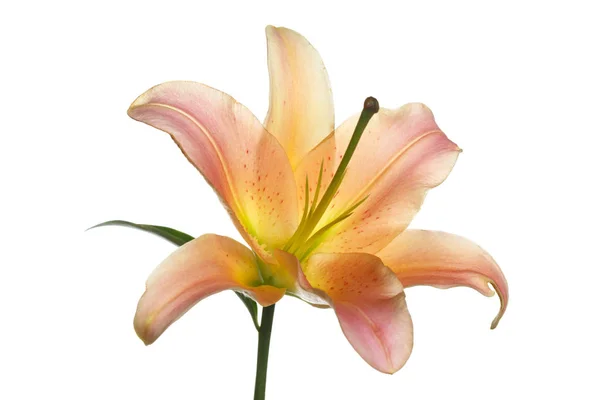 Orange Lilie Blume Auf Weißem Hintergrund — Stockfoto