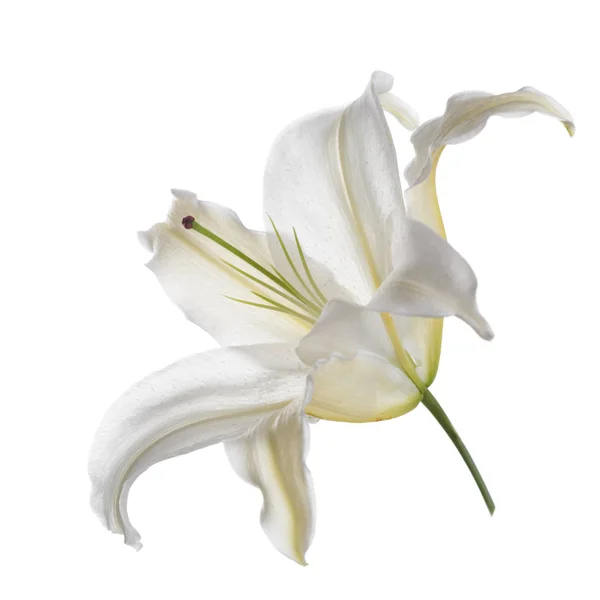 Una Flor Lirio Blanco Aislada — Foto de Stock