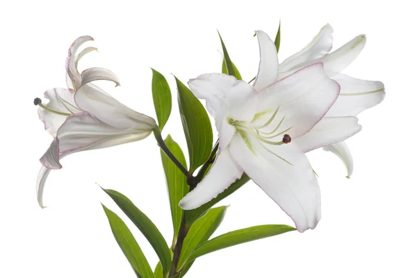 Ein Zweig Zarter Weißer Rosa Randlilien Mit Isolierten — Stockfoto