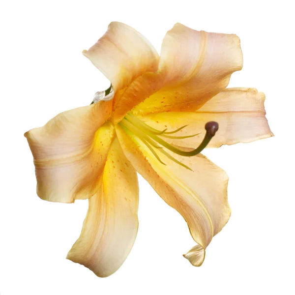 Lily Pomarańczowy Kwiat Białym Tle — Zdjęcie stockowe