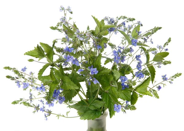 Kytice Veronicy Květin Izolovaná Bílém Pozadí — Stock fotografie