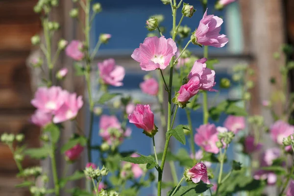 Bloemen Kaas Kruid Tuin — Stockfoto