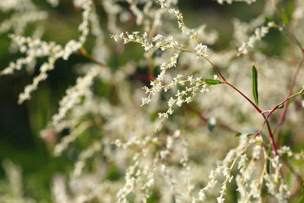 種子を持つ薄い小枝の抽象的な花の背景 — ストック写真