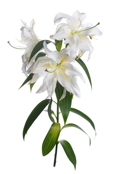 Rama Delicadas Flores Lirio Aisladas Sobre Fondo Blanco — Foto de Stock