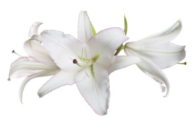 İzole ile narin beyaz pembe sınır lilyum bir şube.