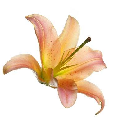 Beyaz arka planda turuncu lily çiçek.