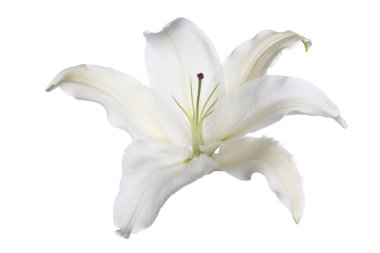 Bir beyaz zambak çiçek izole.