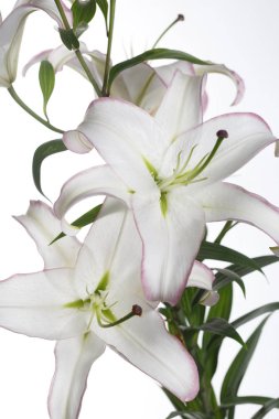 Beyaz arka planda izole narin zambak çiçek.