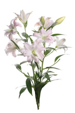 Beyaz arka planda izole nazikçe pembe zambak çiçekler Buket.