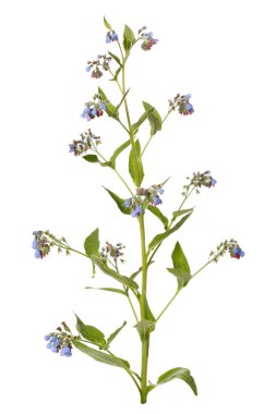 Symphytum officinalis bitki beyaz arka planda izole.