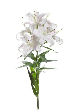 Pembe lekeler ile hassas Beyaz lilyum bir şube izole.