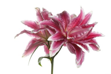 Beyaz bir arka planda izole nadir pembe zambak Terry bir şube.