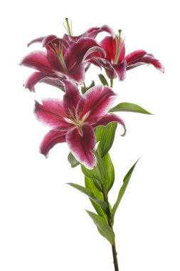Beyaz arka planda izole koyu kırmızı lilyum bir şube.