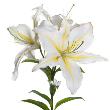 Hassas beyaz sarı zambak çiçekler bir şube izole.