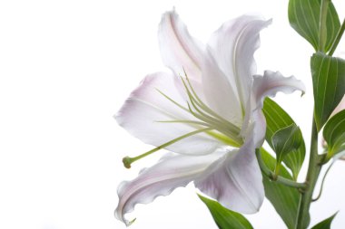 Beyaz bir arka planda izole yavaşça pembe lilyum bir şube.