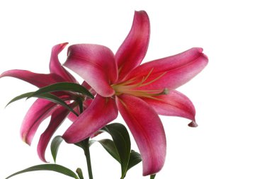 Beyaz arka planda izole koyu kırmızı zambak çiçek şube.