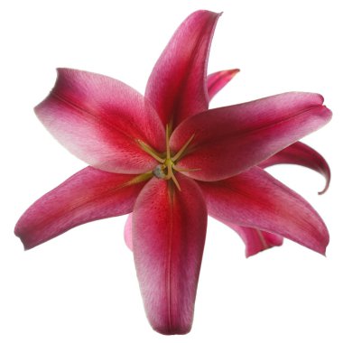 Beyaz arka plan üzerinde izole koyu kırmızı lily çiçek.