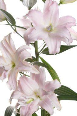 Beyaz bir arka planda izole bir Terry zambak nazikçe pembe çiçekler bir şube.