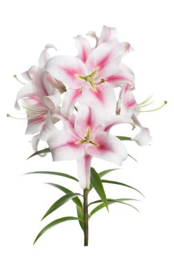 Beyaz arka planda izole ihale pembe lilyum şube.