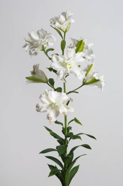 Beyaz Terry zambak şube gri arka planda izole.