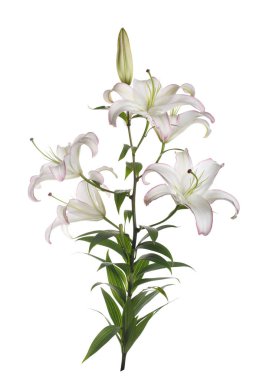 Şube narin çiçek liliii beyaz arka planda izole.