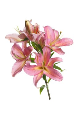 Beyaz arkaplanda izole edilmiş pembe zambak çiçekleri.