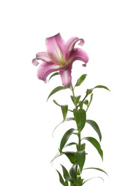 İhale Lila zambak çiçek beyaz arka planda izole.