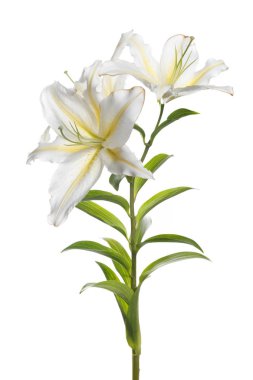 Hassas beyaz sarı zambak çiçekler bir şube izole.