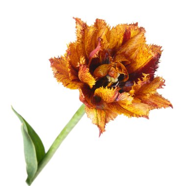 Beyaz arka planda izole Terry Çiçek Lale.